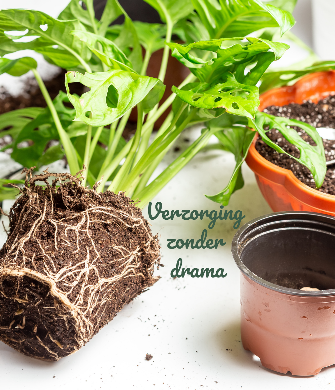 Plantenverzorging zonder drama