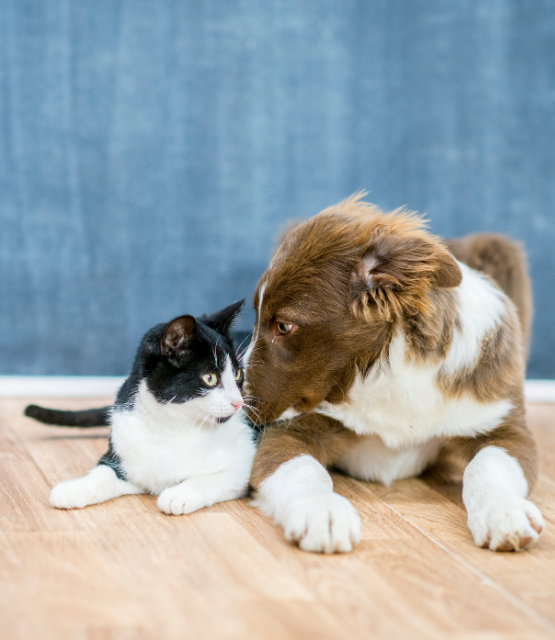 Zwarte kat en bruine hond zitten samen op een houten vloer voor een blauwe achtergrond