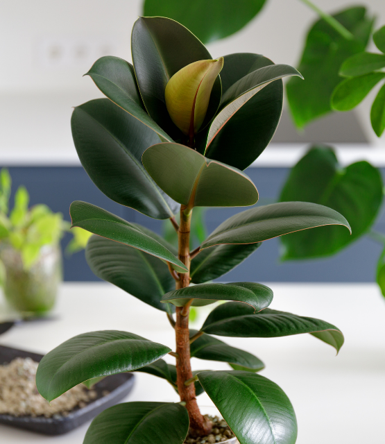 Close-up van een Ficus elastica met glanzende donkergroene bladeren op een witte ondergrond