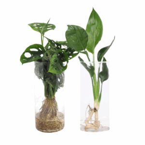 Monstera en Strelitzia in cilindervazen met zichtbare wortels, geplaatst op een witte ondergrond