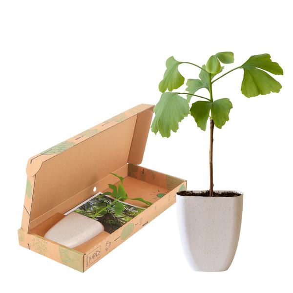 Mini Ginkgo biloba in beige pot, gepresenteerd in en naast een brievenbusdoosje met informatie boekje