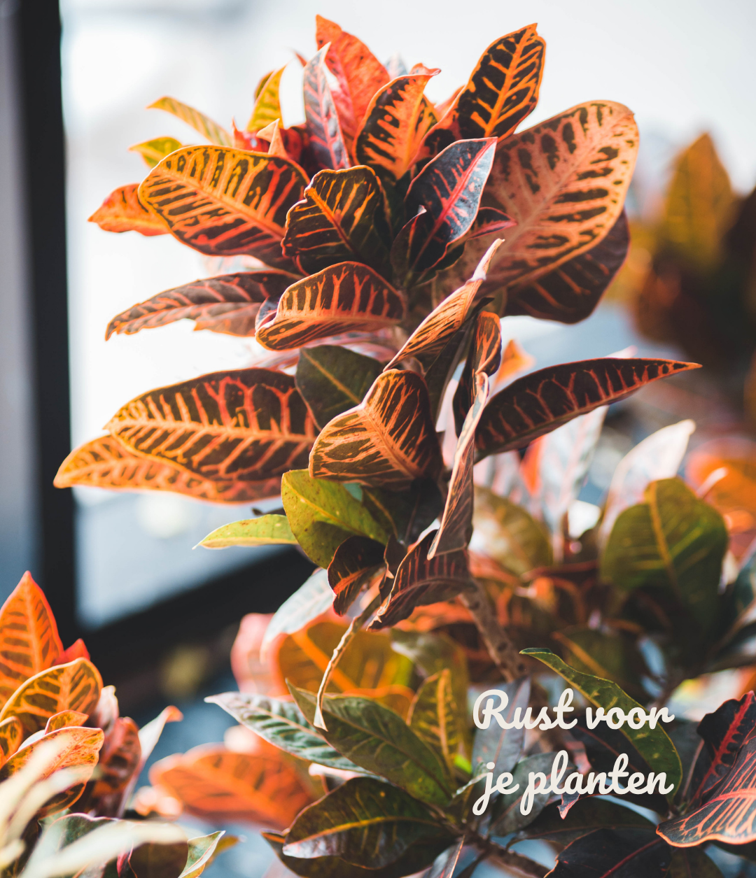 Rust voor je planten – en voor jezelf