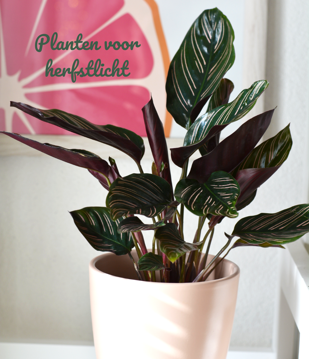 De 5 beste planten voor herfstlicht