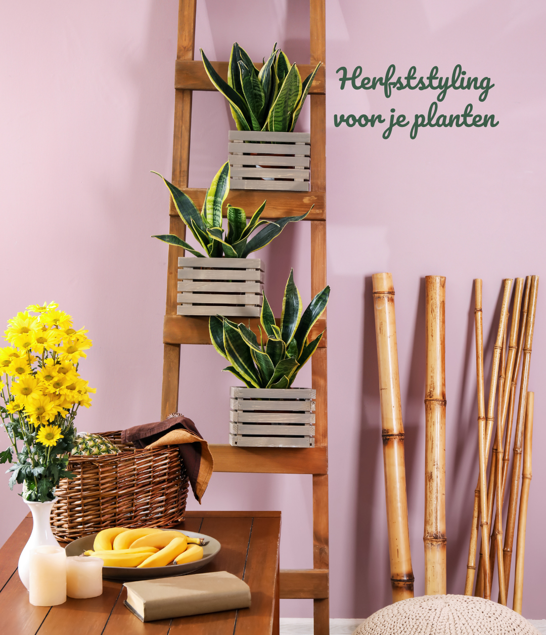 Herfststyling voor je planten