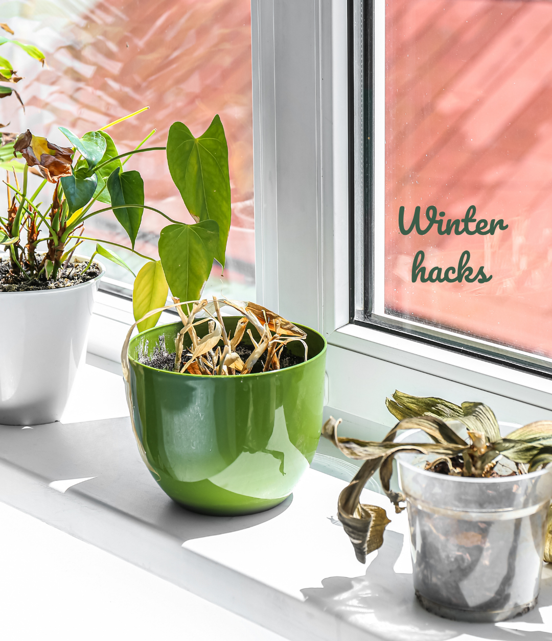 Humidity & Smart Soil Hack in de winter: zo red je je kamerplanten van droge lucht