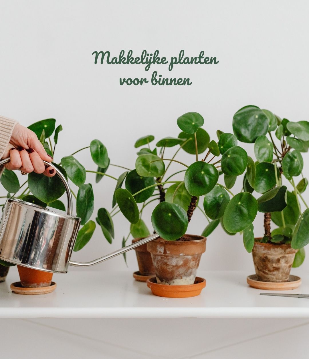 Makkelijke planten voor binnen: Groen geluk zonder gedoe 🌿