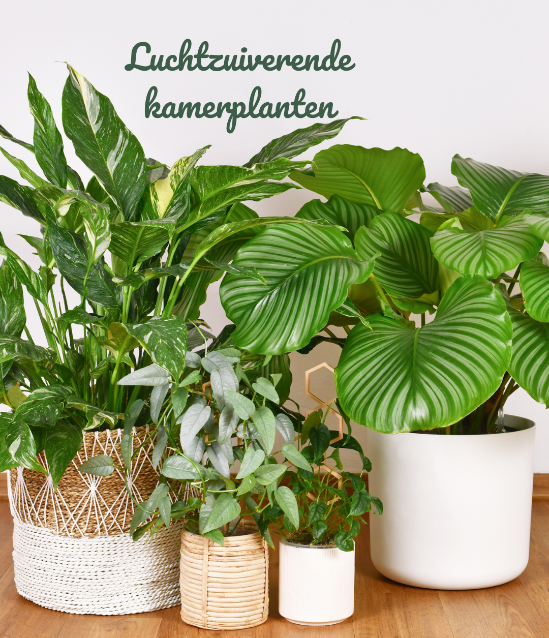 Groep luchtzuiverende kamerplanten in verschillende potten op een houten vloer tegen een witte muur. De planten hebben diverse bladvormen en groentinten en staan in keramiek, riet en manden. Ideaal voorbeeld van planten stylen in je interieur.