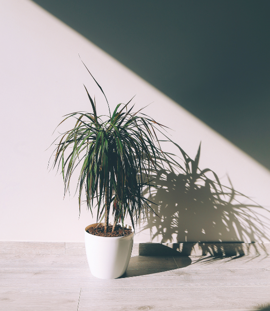 Dracaena plant