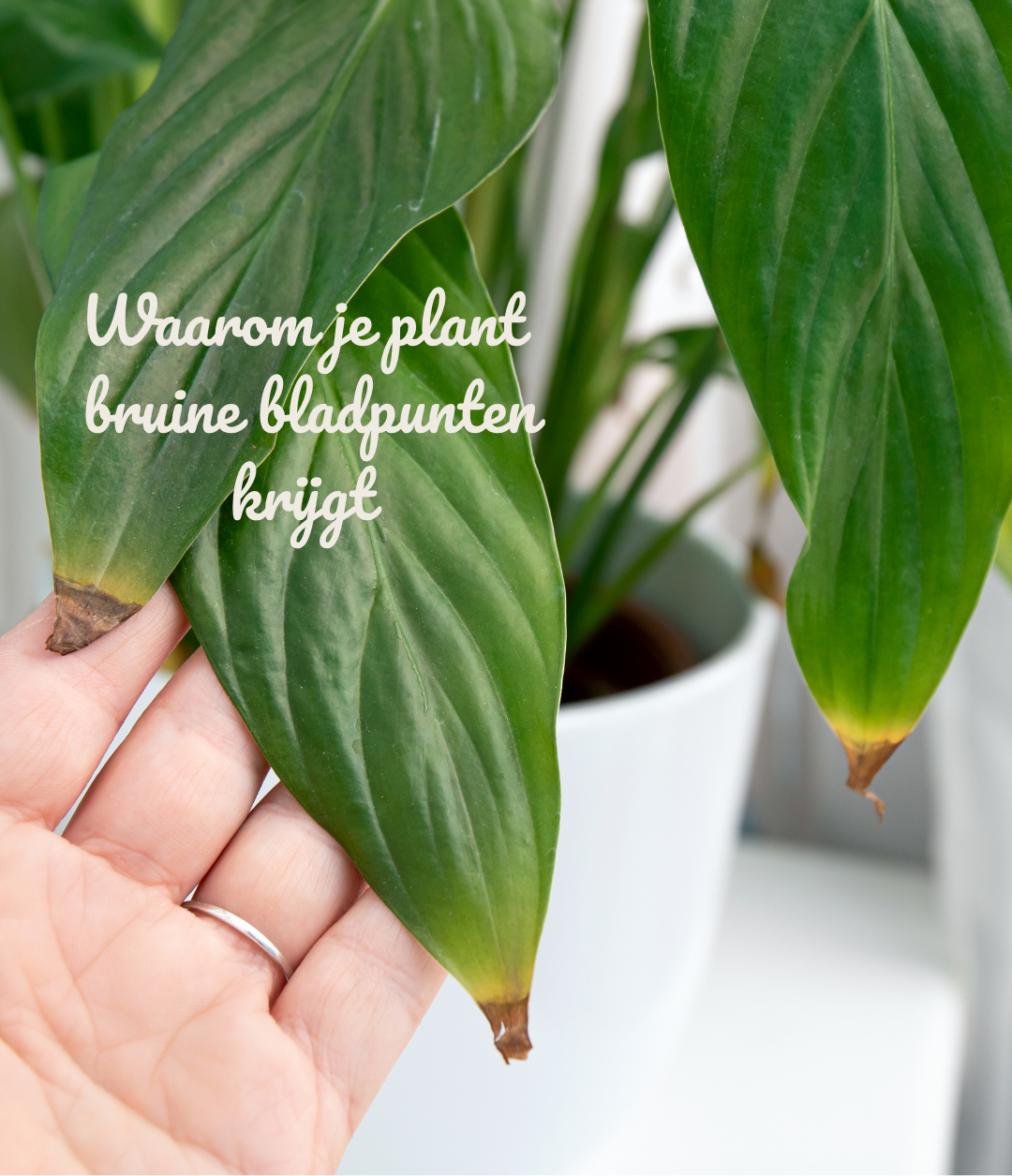 Waarom je plant bruine bladpunten krijgt