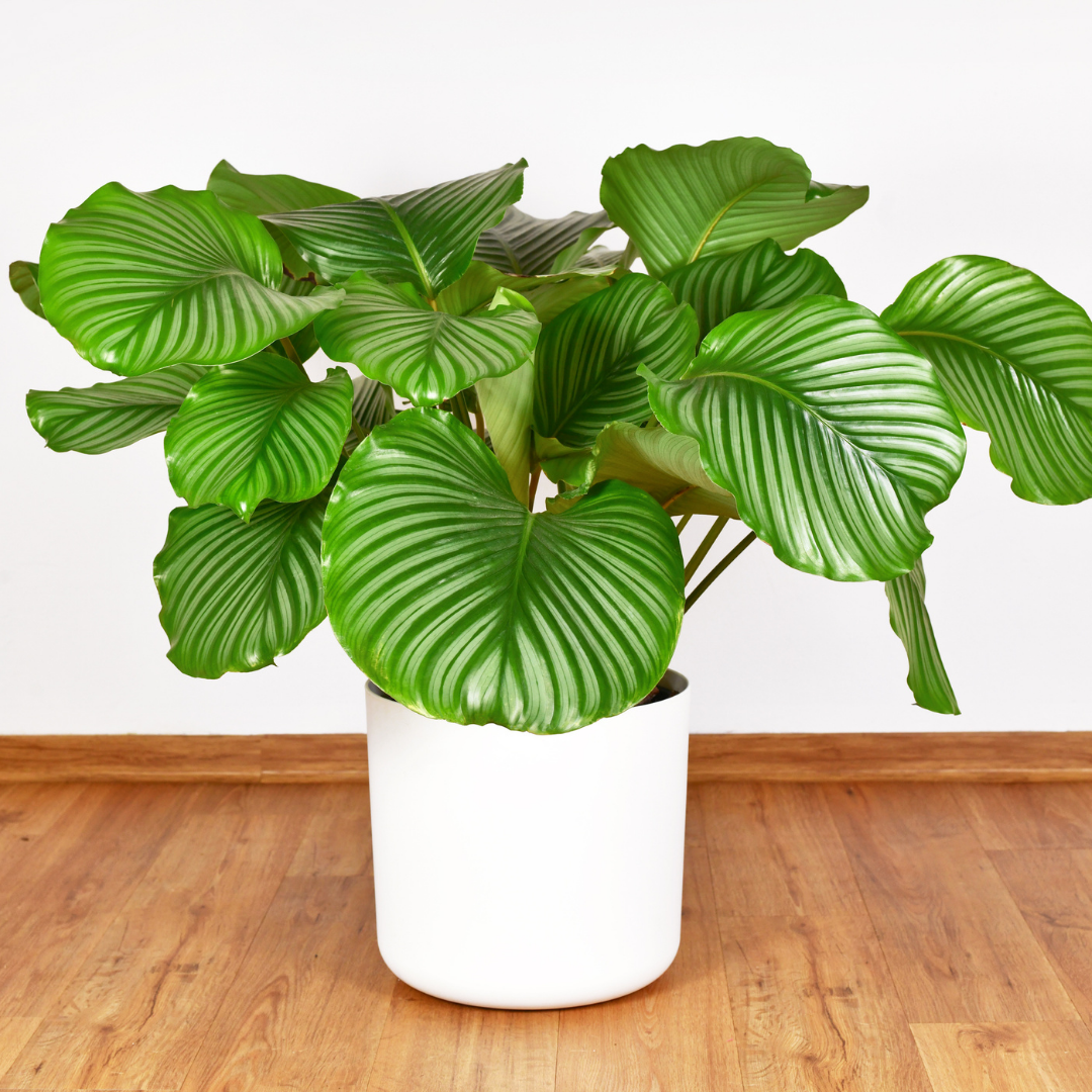 Grote Calathea orbifolia in een witte pot, met brede lichtgroene bladeren met zilveren strepen, geplaatst op een houten vloer tegen een witte muur.
